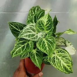 Syngonium Reticulata (jiffy sized plant)