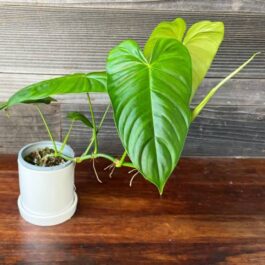 Philodendron Sharoniae (jiffy sized plant)