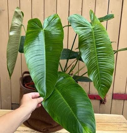 Philodendron Sharoniae (jiffy sized plant) - Image 4