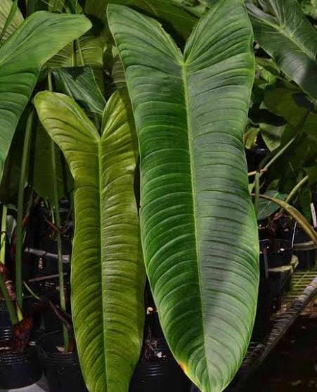 Philodendron Sharoniae (jiffy sized plant) - Image 3