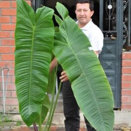Philodendron Sharoniae (jiffy sized plant)