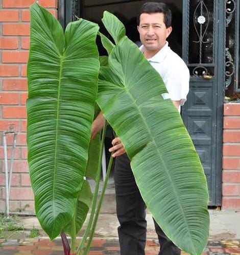 Philodendron Sharoniae (jiffy sized plant) - Image 2