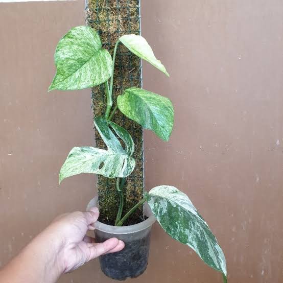 Epipremnum sp Bali Hanoman (medium sized jiffy plant) - Image 5
