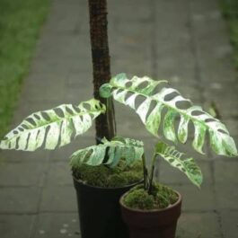 Epipremnum sp Bali Hanoman (medium sized jiffy plant)