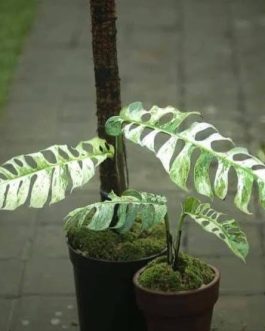 Epipremnum sp Bali Hanoman (medium sized jiffy plant)