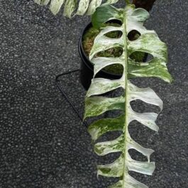 Epipremnum sp Bali Hanoman (medium sized jiffy plant)