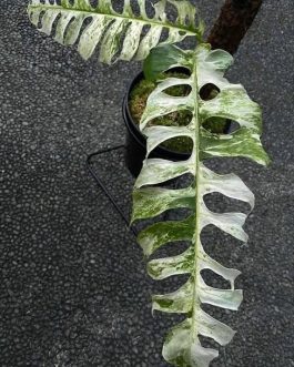 Epipremnum sp Bali Hanoman (medium sized jiffy plant)