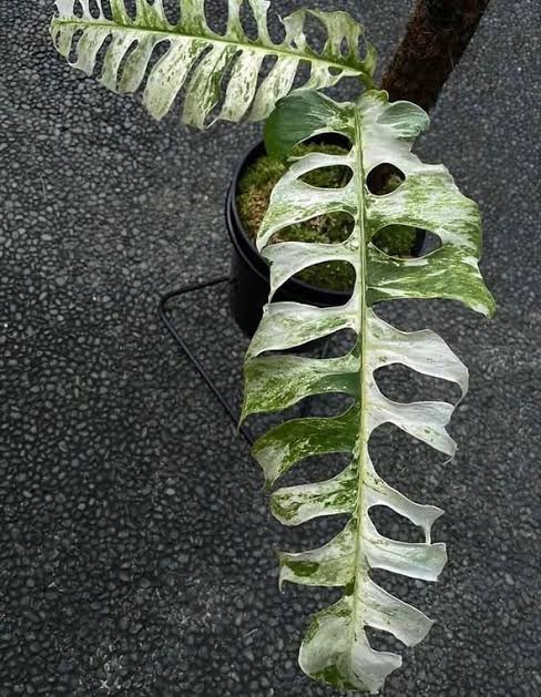 Epipremnum sp Bali Hanoman (medium sized jiffy plant) - Image 2