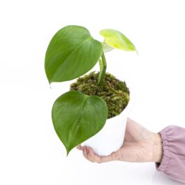 Philodendron Microstictum (jiffy sized plant)