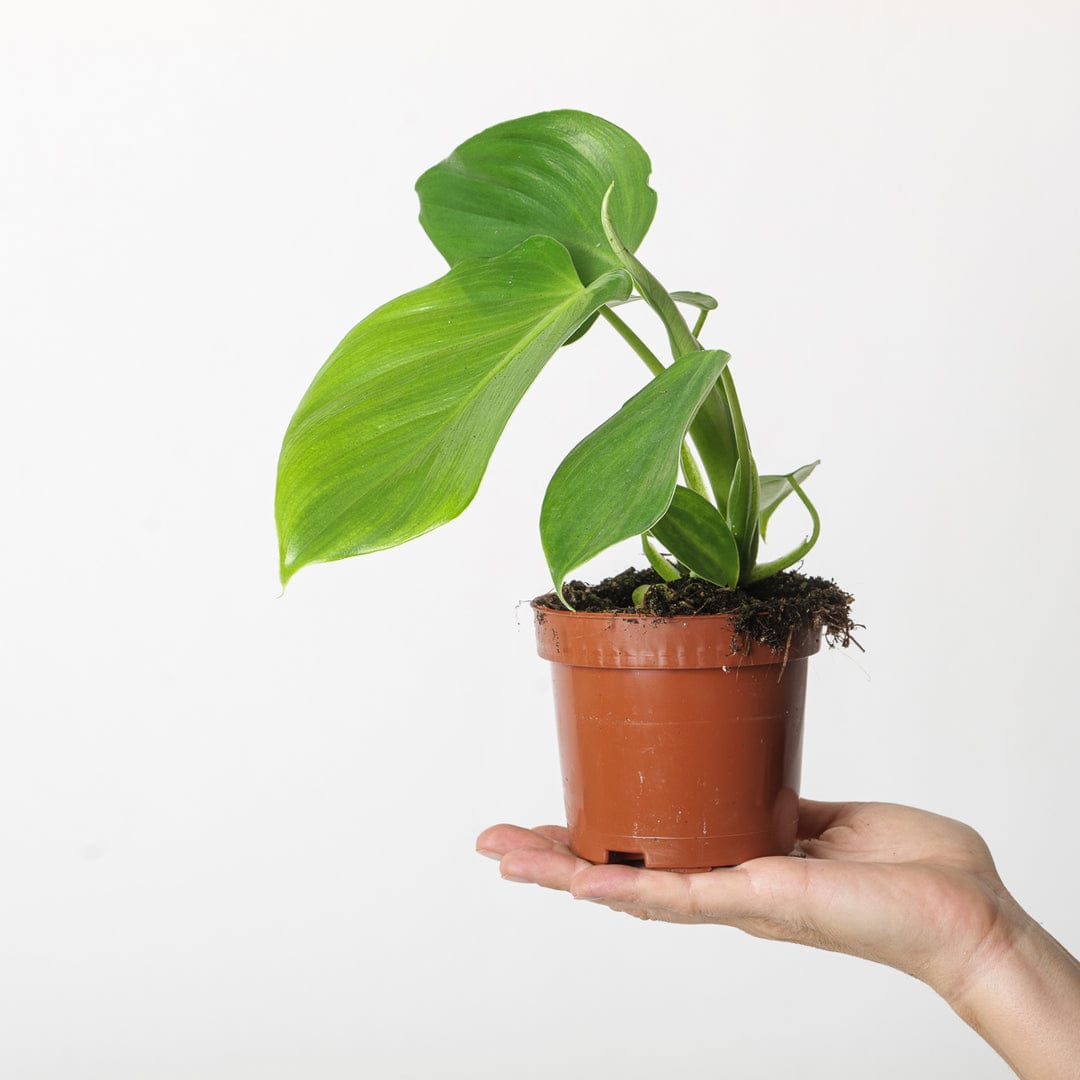 Philodendron Microstictum (jiffy sized plant) - Image 3