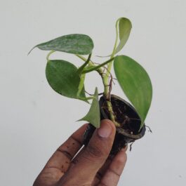 Philodendron Microstictum (jiffy sized plant)