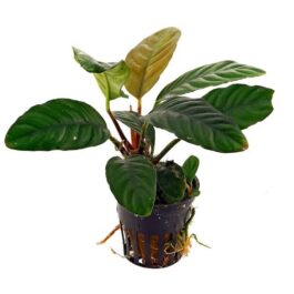 Anubias Coffeefolia (medium to large pot)