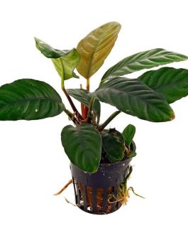 Anubias Coffeefolia (single plant large pot)