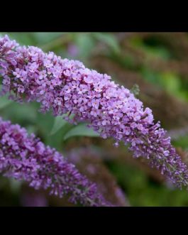 Butterfly bush (single plant)