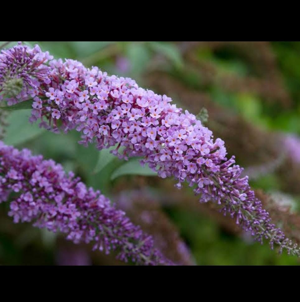 Butterfly bush (single plant)