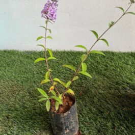 Butterfly bush (single plant)