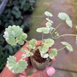 Varigated ground ivy (jiffy sized)