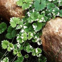Varigated ground ivy (jiffy sized)