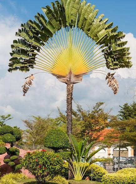 Madagascar Travelers Palm (single plant) - Image 5