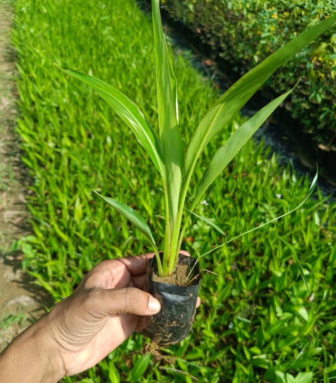 Madagascar Travelers Palm (single plant) - Image 3