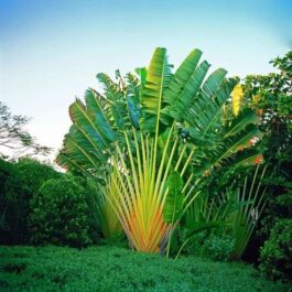 Madagascar Travelers Palm (single plant)