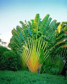 Madagascar Travelers Palm (single plant)