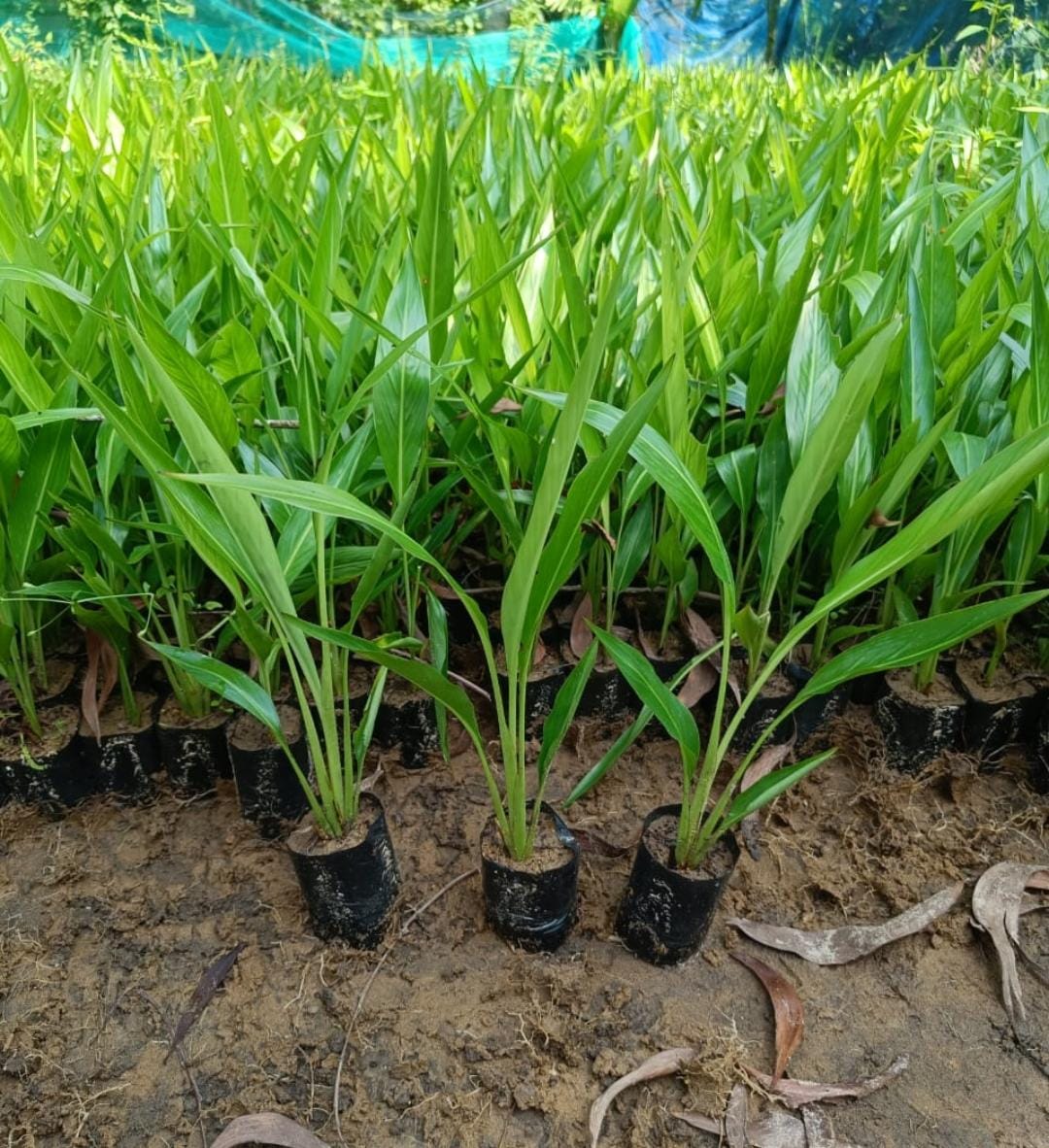 Madagascar Travelers Palm (single plant) - Image 4