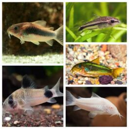 Corydora combo 1 pcs each ( panda cory , albino cory, pygmy cory, green cory, peppered cory)