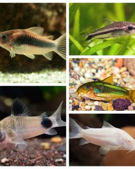 Corydora combo 1 pcs each ( panda cory , albino cory, pygmy cory, green cory, peppered cory)