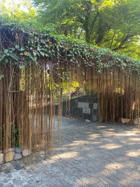 Prince vine (single plant) - Image 7