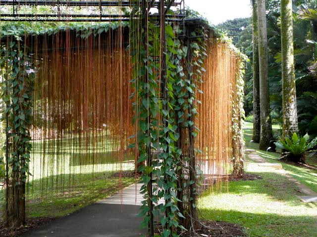 Prince vine (single plant) - Image 5