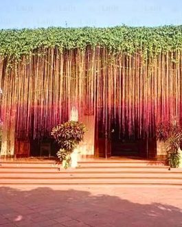 Prince vine (single plant)