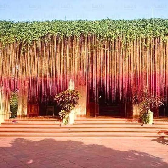 Prince vine (single plant)