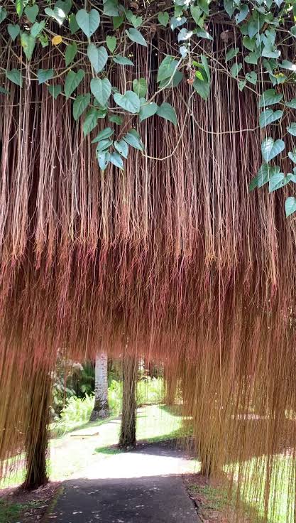 Prince vine (single plant) - Image 3