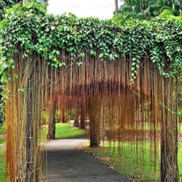 Prince vine (single plant)