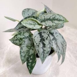 Silver lady varient satin pothos (single plant pot)