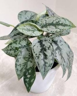 Silver lady varient satin pothos (single plant pot)