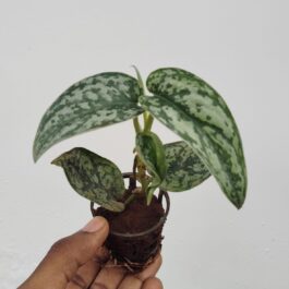 Silver lady varient satin pothos (single plant pot)