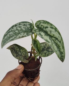 Silver lady varient satin pothos (single plant pot)