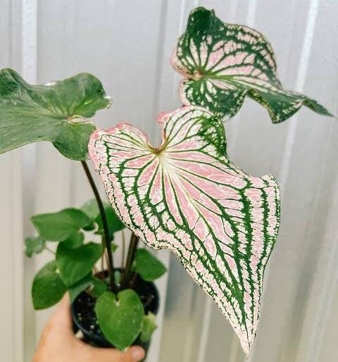 Caladium Thai Pink (single plant pot) - Image 6