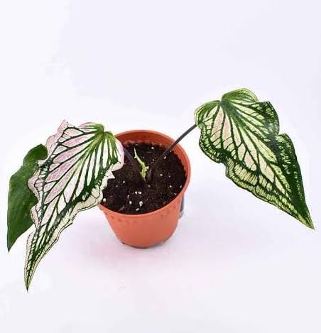 Caladium Thai Pink (single plant pot) - Image 7