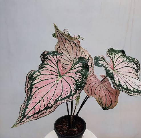 Caladium Thai Pink (single plant pot) - Image 4