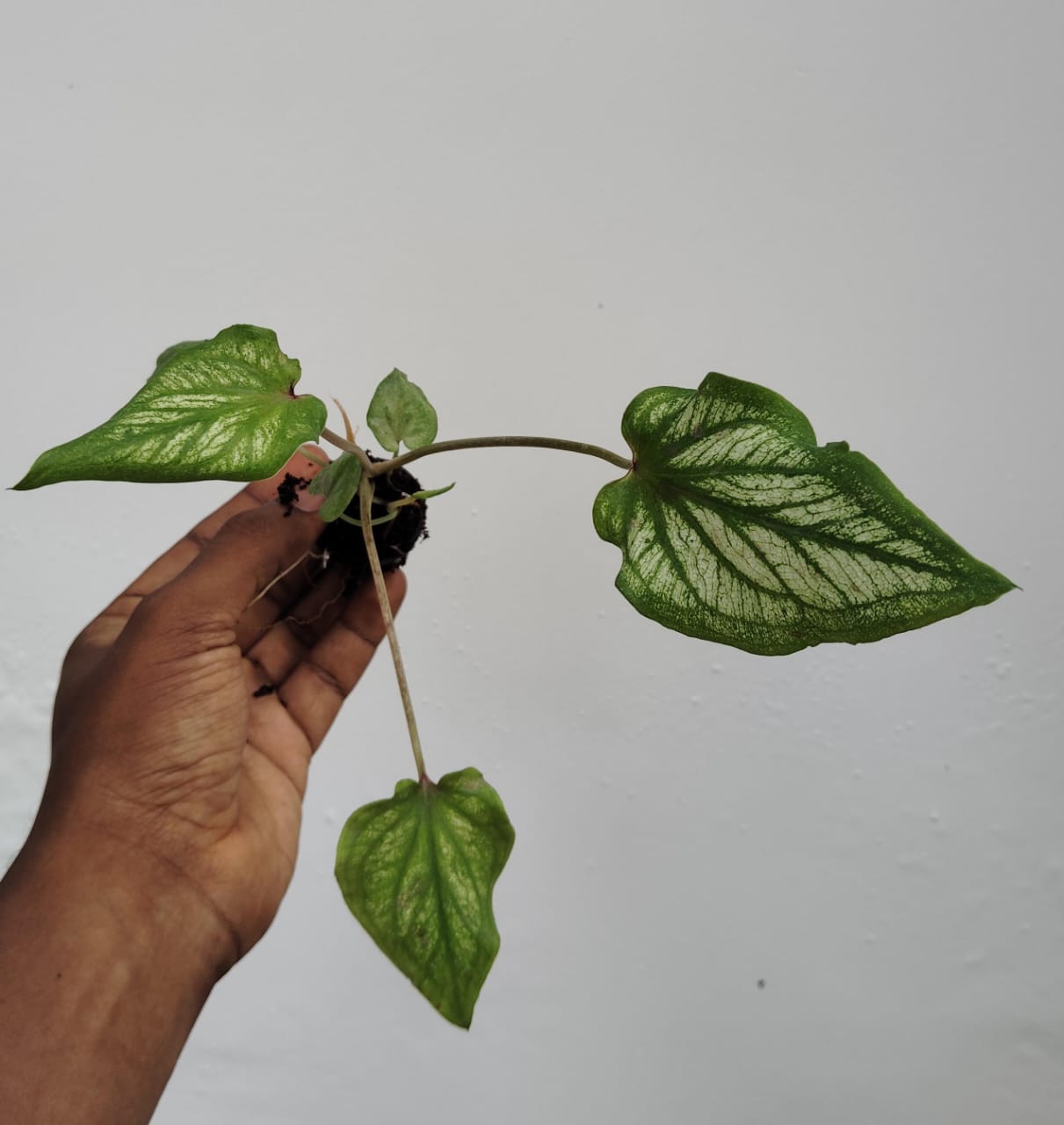 Caladium Thai Pink (single plant pot) - Image 3