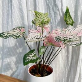 Caladium Thai Pink (single plant pot)