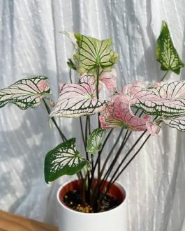Caladium Thai Pink (single plant pot)