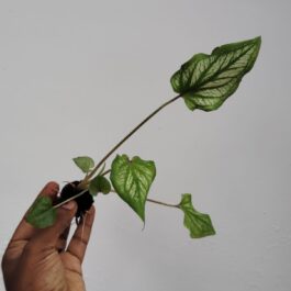 Caladium Thai Pink (single plant pot)