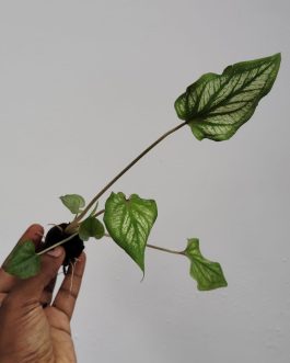 Caladium Thai Pink (single plant pot)