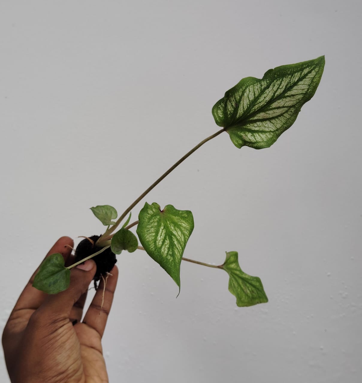 Caladium Thai Pink (single plant pot) - Image 2