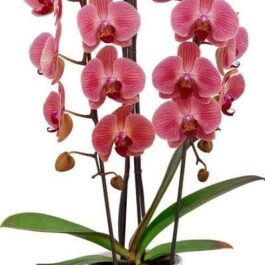 Phalaenopsis Love Day Orchid (single plant pot)