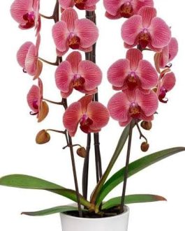 Phalaenopsis Love Day Orchid (single plant pot)